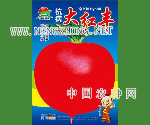 抗病大红丰萝卜